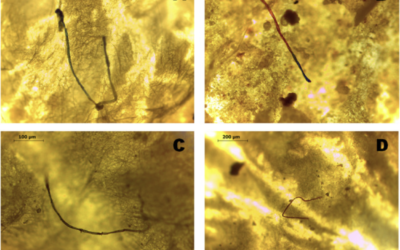 899f72_f52a496155014dafa456f55b87cd6a06mv2